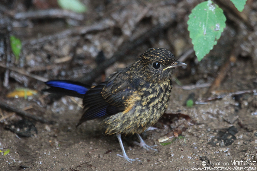 Rufous Bellied Niltava Niltava Sundara Ssp Denotata Tragopan Asie